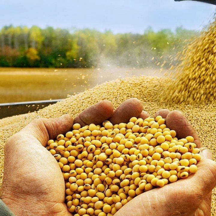 Soya